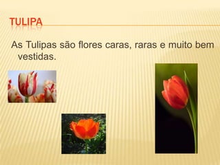 TulipaAs Tulipas são flores caras, raras e muito bem vestidas.