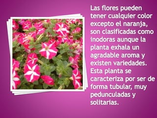 Tipos de flores