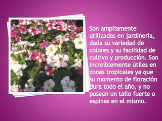 Tipos de flores