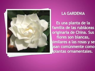 Tipos de flores