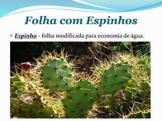 Folha com Espinhos
 Espinho - folha modificada para economia de água.
 