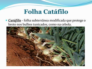 Folha Catáfilo
 Catáfilo - folha subterrânea modificada que protege o
broto nos bulbos tunicados, como na cebola.
 