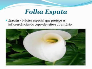 Folha Espata
 Espata - bráctea especial que protege as
inflorescências do copo-de-leite e do antúrio.
 