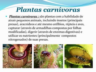 Plantas carnívoras
 Plantas carnívoras : são plantas com a habilidade de
atrair pequenos animais, incluindo insetos (principais
presas), aracnídeos e até mesmo anfíbios, répteis e aves,
capturar (através de armadilhas compostas por folhas
modificadas), digerir (através de enzimas digestivas) e
utilizar os nutrientes (principalmente compostos
nitrogenados) de suas presas.
 