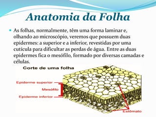 Anatomia da Folha
 As folhas, normalmente, têm uma forma laminar e,
olhando ao microscópio, veremos que possuem duas
epidermes: a superior e a inferior, revestidas por uma
cutícula para dificultar as perdas de água. Entre as duas
epidermes fica o mesófilo, formado por diversas camadas e
células.
 