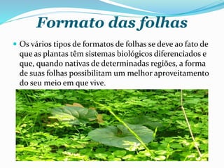 Formato das folhas
 Os vários tipos de formatos de folhas se deve ao fato de
que as plantas têm sistemas biológicos diferenciados e
que, quando nativas de determinadas regiões, a forma
de suas folhas possibilitam um melhor aproveitamento
do seu meio em que vive.
 