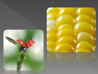 Tipos de fotografia