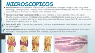MICROSCOPICOS
 Fase inflamatoria: Al romperse un hueso, los vasos que lo nutren se rompen y se produce la consiguiente
hemorragia. La sangre pronto coagula y forma un hematoma alrededor del foco de fractura. La rotura de los
vasos hace que se produzca una necrosis en los extremos óseos
 Fase de fibrocartílago o callo óseo blando: El hueso necrótico se elimina por osteoclastia y los tejidos
blandos muertos van siendo retirados por los macrófagos. Los fibroblastos se activan y se genera un tejido
de granulación, se empieza a formar un tejido denominado callo fibroso o fibrocartílago. El callo envuelve al
hueso tanto por dentro como por fuera.
 Fase de osificación: El fibrocartílago comienza a osificarse progresivamente, convirtiéndose el callo en hueso
no estructurado.
 Fase de remodelación: El hueso se va organizando y volviéndose progresivamente más fuerte. Poco a poco
recupera su función y forma normales, pero puede ser un proceso que dure muchos años.
 