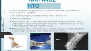 TRATAMIE
NTO
El examen del veterinario puede determinar la existencia de una fractura, pero la confirman de
obtiene al realizar una radiografía.
Las tres opciones principales para el tratamiento de fracturas de huesos son:
 Inmovilización con férula.
 Reducción abierta y fijación interna: Requiere una operación quirúrgica para reparar la fractura.
Con frecuencia se utilizan varillas de metal, tornillos o placas para reparar el hueso, los cuales se
mantienen fijos, debajo de la piel, después de la cirugía.
 Reducción abierta y fijación externa: Requiere una operación quirúrgica para reparar la fractura y
la colocación de un aparato para fijación externa del miembro fracturado.
 