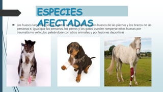 ESPECIES
AFECTADAS
 Los huesos largos de perros y gatos son casi idénticos a los huesos de las piernas y los brazos de las
personas e, igual que las personas, los perros y los gatos pueden romperse estos huesos por
traumatismo vehicular, peleándose con otros animales y por lesiones deportivas
 