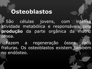 Osteoblastos
São células jovens, com intensa
atividade metabólica e responsáveis pela
produção da parte orgânica da matriz
óssea.
Fazem a regeneração óssea após
fraturas. Os osteoblastos existem também
no endósteo.
 