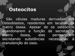 Osteocitos
São células maduras derivadas dos
Osteoblastos, residentes em lacunas da
matriz óssea. Apesar de os osteócitos
abandonarem a função de secretar a
matriz óssea, eles permanecem
secretando substâncias necessárias à
manutenção do osso.
 
