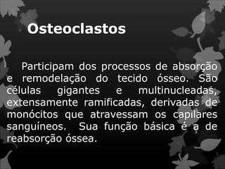 Osteoclastos
Participam dos processos de absorção
e remodelação do tecido ósseo. São
células gigantes e multinucleadas,
extensamente ramificadas, derivadas de
monócitos que atravessam os capilares
sanguíneos. Sua função básica é a de
reabsorção óssea.
 