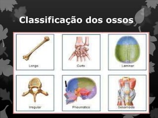 Classificação dos ossos
 
