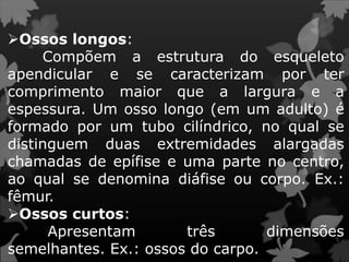 Ossos longos:
Compõem a estrutura do esqueleto
apendicular e se caracterizam por ter
comprimento maior que a largura e a
espessura. Um osso longo (em um adulto) é
formado por um tubo cilíndrico, no qual se
distinguem duas extremidades alargadas
chamadas de epífise e uma parte no centro,
ao qual se denomina diáfise ou corpo. Ex.:
fêmur.
Ossos curtos:
Apresentam três dimensões
semelhantes. Ex.: ossos do carpo.
 