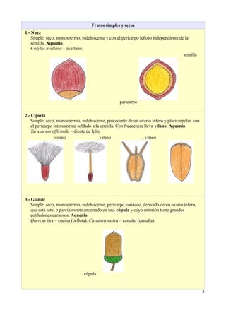 Frutos simples y secos
1.- Nuez
Simple, seco, monospermo, indehiscente y con el pericarpo leñoso independiente de la
semilla. Aquenio.
Corylus avellana – avellano.
semilla
pericarpo
2.- Cipsela
Simple, seco, monospermo, indehiscente, procedente de un ovario ínfero y pluricarpelar, con
el pericarpo íntimamente soldado a la semilla. Con frecuencia lleva vilano. Aquenio.
Taraxacum officinale – diente de león.
vilano vilano vilano
3.- Glande
Simple, seco, monospermo, indehiscente, pericarpo coriáceo, derivado de un ovario ínfero,
que está total o parcialmente encerrado en una cúpula y cuyo embrión tiene grandes
cotiledones carnosos. Aquenio.
Quercus ilex – encina (bellota). Castanea sativa – castaño (castaña).
cúpula
3
 