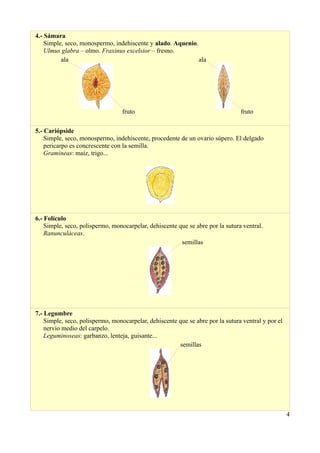 4.- Sámara
Simple, seco, monospermo, indehiscente y alado. Aquenio.
Ulmus glabra – olmo. Fraxinus excelsior – fresno.
ala
fruto
ala
fruto
5.- Cariópside
Simple, seco, monospermo, indehiscente, procedente de un ovario súpero. El delgado
pericarpo es concrescente con la semilla.
Gramíneas: maíz, trigo...
6.- Folículo
Simple, seco, polispermo, monocarpelar, dehiscente que se abre por la sutura ventral.
Ranunculáceas.
semillas
7.- Legumbre
Simple, seco, polispermo, monocarpelar, dehiscente que se abre por la sutura ventral y por el
nervio medio del carpelo.
Leguminoseas: garbanzo, lenteja, guisante...
semillas
4
 