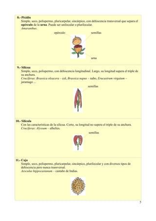 8.- Pixidio
Simple, seco, polispermo, pluricarpelar, sincárpico, con dehiscencia transversal que separa el
opérculo de la urna. Puede ser unilocular o plurilocular.
Amaranthus.
opérculo semillas
urna
9.- Silicua
Simple, seco, polispermo, con dehiscencia longitudinal. Largo, su longitud supera el triple de
su anchura.
Crucíferas: Brassica oleacera – col, Brassica napus – nabo, Erucastrum virgatum –
jaramago ...
semillas
10.- Silícula
Con las características de la silicua. Corto, su longitud no supera el triple de su anchura.
Crucíferas: Alyssum – alhelíes.
semillas
11.- Caja
Simple, seco, polispermo, pluricarpelar, sincárpico, plurilocular y con diversos tipos de
dehiscencia pero nunca transversal.
Aesculus hippocastanum – castaño de Indias.
5
 