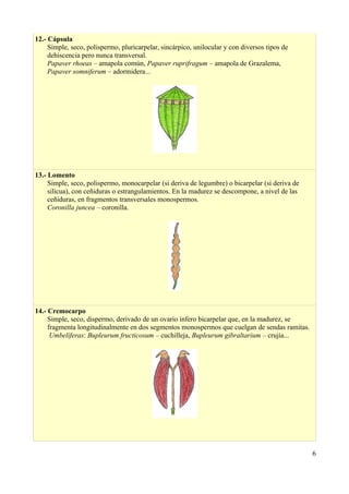 12.- Cápsula
Simple, seco, polispermo, pluricarpelar, sincárpico, unilocular y con diversos tipos de
dehiscencia pero nunca transversal.
Papaver rhoeas – amapola común, Papaver ruprifragum – amapola de Grazalema,
Papaver somniferum – adormidera...
13.- Lomento
Simple, seco, polispermo, monocarpelar (si deriva de legumbre) o bicarpelar (si deriva de
silicua), con ceñiduras o estrangulamientos. En la madurez se descompone, a nivel de las
ceñiduras, en fragmentos transversales monospermos.
Coronilla juncea – coronilla.
14.- Cremocarpo
Simple, seco, dispermo, derivado de un ovario ínfero bicarpelar que, en la madurez, se
fragmenta longitudinalmente en dos segmentos monospermos que cuelgan de sendas ramitas.
Umbelíferas: Bupleurum fructicosum – cuchilleja, Bupleurum gibraltarium – crujía...
6
 