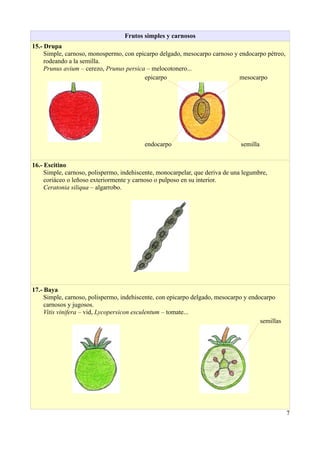 Frutos simples y carnosos
15.- Drupa
Simple, carnoso, monospermo, con epicarpo delgado, mesocarpo carnoso y endocarpo pétreo,
rodeando a la semilla.
Prunus avium – cerezo, Prunus persica – melocotonero...
epicarpo mesocarpo
endocarpo semilla
16.- Escitino
Simple, carnoso, polispermo, indehiscente, monocarpelar, que deriva de una legumbre,
coriáceo o leñoso exteriormente y carnoso o pulposo en su interior.
Ceratonia siliqua – algarrobo.
17.- Baya
Simple, carnoso, polispermo, indehiscente, con epicarpo delgado, mesocarpo y endocarpo
carnosos y jugosos.
Vitis vinifera – vid, Lycopersicon esculentum – tomate...
semillas
7
 