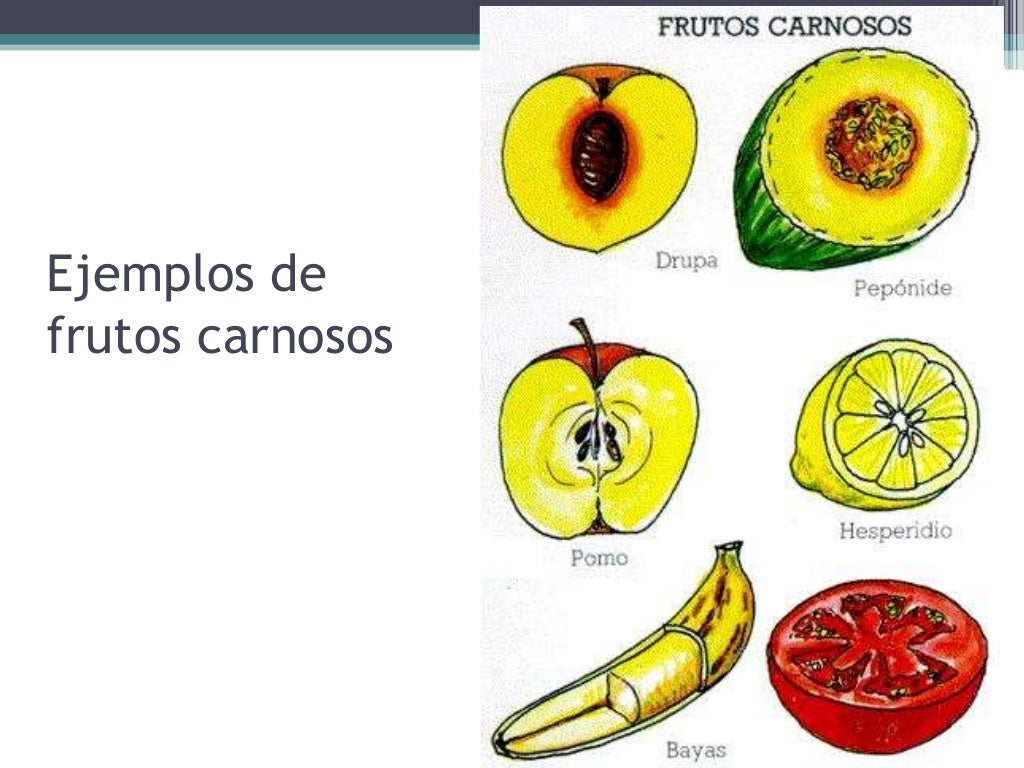 Tipos de frutos