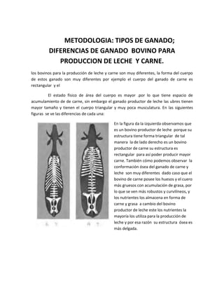 METODOLOGIA: TIPOS DE GANADO;
         DIFERENCIAS DE GANADO BOVINO PARA
            PRODUCCION DE LECHE Y CARNE.
los bovinos para la producción de leche y carne son muy diferentes, la forma del cuerpo
de estos ganado son muy diferentes por ejemplo el cuerpo del ganado de carne es
rectangular y el

          El estado físico de área del cuerpo es mayor .por lo que tiene espacio de
acumulamiento de de carne, sin embargo el ganado productor de leche las ubres tienen
mayor tamaño y tienen el cuerpo triangular y muy poca musculatura. En las siguientes
figuras se ve las diferencias de cada una:

                                            En la figura da la izquierda observamos que
                                            es un bovino productor de leche porque su
                                            estructura tiene forma triangular de tal
                                            manera la de lado derecho es un bovino
                                            productor de carne su estructura es
                                            rectangular para así poder producir mayor
                                            carne. También cómo podemos observar la
                                            conformación ósea del ganado de carne y
                                            leche son muy diferentes dado caso que el
                                            bovino de carne posee los huesos y el cuero
                                            más gruesos con acumulación de grasa, por
                                            lo que se ven más robustos y curvilíneos, y
                                            los nutrientes los almacena en forma de
                                            carne y grasa a cambio del bovino
                                            productor de leche este los nutrientes la
                                            mayoría los utiliza para la producción de
                                            leche y por esa razón su estructura ósea es
                                            más delgada.
 