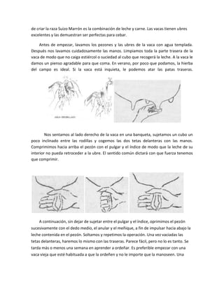de criar la raza Suizo Marrón es la combinación de leche y carne. Las vacas tienen ubres
excelentes y las demuestran ser perfectas para cebar.

    Antes de empezar, lavamos los pezones y las ubres de la vaca con agua templada.
Después nos lavamos cuidadosamente las manos. Limpiamos toda la parte trasera de la
vaca de modo que no caiga estiércol o suciedad al cubo que recogerá la leche. A la vaca le
damos un pienso agradable para que coma. En verano, por poco que podamos, la hierba
del campo es ideal. Si la vaca está inquieta, le podemos atar las patas traseras.




        Nos sentamos al lado derecho de la vaca en una banqueta, sujetamos un cubo un
poco inclinado entre las rodillas y cogemos las dos tetas delanteras con las manos.
Comprimimos hacia arriba el pezón con el pulgar y el índice de modo que la leche de su
interior no pueda retroceder a la ubre. El sentido común dictará con que fuerza tenemos
que comprimir.




    A continuación, sin dejar de sujetar entre el pulgar y el índice, oprimimos el pezón
sucesivamente con el dedo medio, el anular y el meñique, a fin de impulsar hacia abajo la
leche contenida en el pezón. Soltamos y repetimos la operación. Una vez vaciadas las
tetas delanteras, haremos lo mismo con las traseras. Parece fácil, pero no lo es tanto. Se
tarda más o menos una semana en aprender a ordeñar. Es preferible empezar con una
vaca vieja que esté habituada a que la ordeñen y no le importe que la manoseen. Una
 