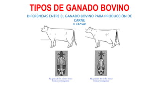 TIPOS DE GANADO BOVINO
DIFERENCIAS ENTRE EL GANADO BOVINO PARA PRODUCCIÓN DE
CARNE
Y LECHE
 
