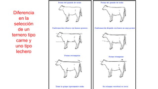 Diferencia
en la
selección
de un
ternero tipo
carne y
uno tipo
lechero
 