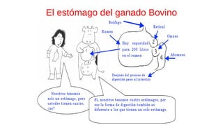 El estómago del ganado Bovino
 