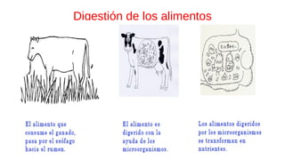 Digestión de los alimentos
 