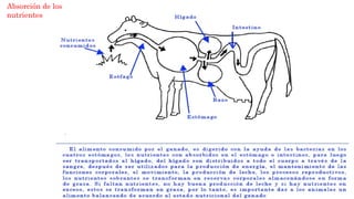 Absorción de los
nutrientes
 