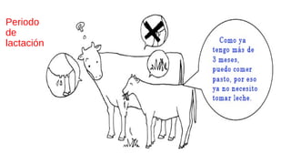 Periodo
de
lactación
 