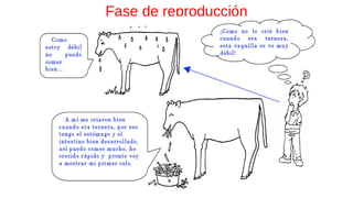 Fase de reproducción
 
