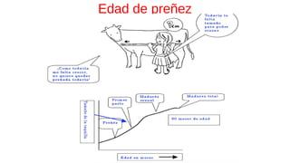 Edad de preñez
 