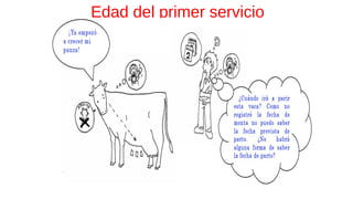 Edad del primer servicio
 