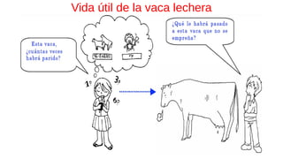 Vida útil de la vaca lechera
 