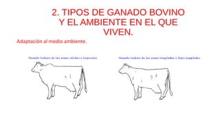 2. TIPOS DE GANADO BOVINO
Y EL AMBIENTE EN EL QUE
VIVEN.
Adaptación al medio ambiente.
 
