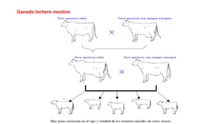 Ganado lechero mestizo
 