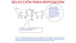 SELECCIÓN PARA REPOSICIÓN
 