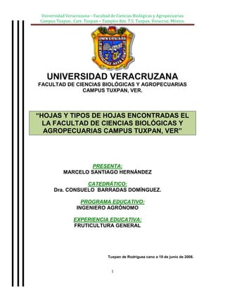 center-188595<br />UNIVERSIDAD VERACRUZANA<br />FACULTAD DE CIENCIAS BIOLÓGICAS Y AGROPECUARIAS<br />CAMPUS TUXPAN, VER.<br />“HOJAS Y TIPOS DE HOJAS ENCONTRADAS EL LA FACULTAD DE CIENCIAS BIOLÓGICAS Y AGROPECUARIAS CAMPUS TUXPAN, VER”<br />PRESENTA:<br />MARCELO SANTIAGO HERNÁNDEZ<br />CATEDRÁTICO:<br />Dra. CONSUELO  BARRADAS DOMÍNGUEZ.<br />PROGRAMA EDUCATIVO:<br />INGENIERO AGRÓNOMO<br />EXPERIENCIA EDUCATIVA:<br />FRUTICULTURA GENERAL<br />                <br />  Tuxpan de Rodríguez cano a 19 de junio de 2008.<br />HOJAS Y TIPOS DE HOJAS.<br />Las hojas son órganos vegetativos de las plantas vasculares primariamente especializados para la fotosíntesis.<br />20059651481455<br /> <br />FIG 01. Hoja seca de arce real (Acer platinoides).<br />Las hojas típicas son estructuras laminares o aciculares que contienen sobre todo tejido fotosintetizado, situado siempre al alcance de la luz. <br />En las hojas se produce la mayor parte de la transpiración, provocándose así la aspiración que arrastra agua y nutrientes inorgánicos desde las raíces. Secundariamente las hojas pueden modificarse para almacenar agua o para otros propósitos.<br />Anatomía de las hojas de las plantas vasculares <br />Desde el punto de vista de la histología, o sea, de los tejidos y otras formaciones de la hoja, este órgano está formado por:<br />epidermis <br />mesófilo <br />La epidermis es una capa de células transparentes recubierta por una cutícula, complementada a menudo por ceras, que es esencialmente impermeable y limita la pérdida de agua por transpiración; en las plantas adaptadas a climas áridos, la cutícula puede ser tan espesa que le da a las hojas una consistencia coriácea.<br />Los intercambios gaseosos entre la hoja y el ambiente se efectúan principalmente a través de pequeños orificios en la epidermis llamados ostiolos que son como pequeños ojales de apertura controladas en estructuras pluricelulares llamadas estomas. Lo fundamental en un estoma son dos células en forma de riñón o judía, que abren el orificio - o lo cierran, por ejemplo, para reducir la transpiración. Los estomas suelen ser más numerosos en la cara inferior (envés) de la hoja.<br />Muchas plantas presentan aún en la epidermis (no sólo de las hojas, sino también del tronco o de las flores) pelos llamados tricomas, que pueden ser unicelulares o multicelulares. El conjunto de estos apéndices se llama indumento. Algunas de estas estructuras tienen funciones especiales, como por ejemplo, la producción de compuestos químicos que sirven para proteger la planta contra los animales o para atraerlos (por ejemplo, para la polinización).<br />El interior de la hoja - mesofilo - está formado por parénquima, un tejido de células semejantes y muy permeables que normalmente poseen gran cantidad de cloroplastos, en ese caso el tejido pasa a llamarse clorénquima. La función principal de este tejido es realizar la fotosíntesis y producir las sustancias nutritivas que permiten la vida de la planta. Este tejido también puede poseer células especializadas en el almacenamiento de agua u otros fluidos - hojas carnosas, como las de las crasuláceas.<br />El mesofilo se divide en dos tipos diferentes de parénquima:<br />el tejido en empalizada, formado por células alargadas y dispuestas transversalmente a la superficie de la hoja, para darle consistencia; y el <br />tejido esponjoso, formado por células más redondeadas. <br />Los conductos de los estomas atraviesan el tejido en empalizada y terminan en el tejido esponjoso.<br />El color de las hojas puede variar, según los pigmentos existentes en sus células. Estas diferentes coloraciones pueden ser características de la propia especie o estar causadas por virus o por deficiencias nutritivas. En climas templados y boreales, las hojas de muchas especies cambian de coloración con las estaciones del año y caen en la época en que existe menos luz y en que la temperatura es baja; la planta sin hojas pasará el invierno en un estado de metabolismo reducido, alimentándose de las reservas nutritivas que hubiera acumulado.<br />En el interior de las hojas de las plantas vasculares existen nervios donde se encuentran los conductos por donde circula la savia - los tejidos vasculares, el xilema y el floema.<br />TIPOS DE HOJAS ENCONTRADAS.<br />acicular - en forma de aguja.<br />13271567310<br />acuminada - terminada en punta que disminuye gradualmente.<br />132715189230<br />aguda - cuando el ápice termina en punta.<br />13271546990<br />alargada - como su nombre indica.<br />13271540640<br />aserrada - con borde con forma de diente de sierra.<br />13271535560<br />asimétrica - cuando las dos partes de la hoja no son iguales.<br />13271581280<br />caduca - cuando es perecedera y no perenne.<br />12001513335<br />escabrosa - cuando tiene superficie rugosa o verrugosa.<br />120015103505<br />palmatilobada - con lóbulos que forman una palma de la mano.<br />120015184785<br />Palmi secta - cuando esta dividida en segmentos que llegan hasta la base.<br />215265156845<br />pinnada - divididas en segmentos o foliolos, de forma similar a un peine.<br />23431594615<br />plana - cuando están aplanadas sin grosor.<br />234315174625<br />MATERIAL DE DIFUSIÓN<br />