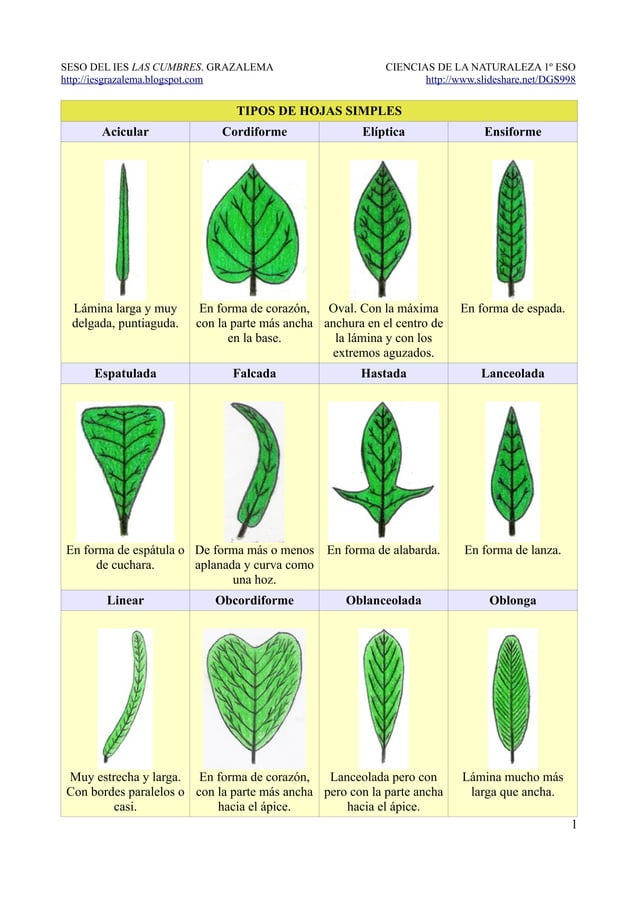 Tipos De Hojas Seg n Su Peciolo Una Gu a Completa Para Identificarlos Tipos De Hojas Seg n Su Peciolo Una Gu a Completa Para Identificarlos