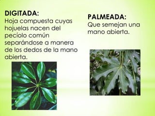 DIGITADA:
                          PALMEADA:
Hoja compuesta cuyas
                          Que semejan una
hojuelas nacen del
                          mano abierta.
pecíolo común
separándose a manera
de los dedos de la mano
abierta.
 
