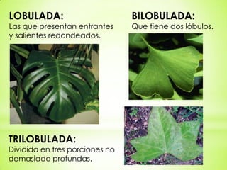 LOBULADA:                       BILOBULADA:
Las que presentan entrantes     Que tiene dos lóbulos.
y salientes redondeados.




TRILOBULADA:
Dividida en tres porciones no
demasiado profundas.
 