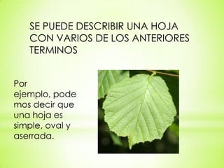 SE PUEDE DESCRIBIR UNA HOJA
   CON VARIOS DE LOS ANTERIORES
   TERMINOS


Por
ejemplo, pode
mos decir que
una hoja es
simple, oval y
aserrada.
 