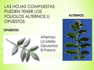 LAS HOJAS COMPUESTAS
PUEDEN TENER LOS
FOLIOLOS ALTERNOS U       ALTERNOS

OPUESTOS

OPUESTOS

              Alternos:
              La Melia
              Opuestos:
              El Fresno
 