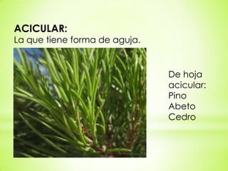 ACICULAR:
La que tiene forma de aguja.


                               De hoja
                               acicular:
                               Pino
                               Abeto
                               Cedro
 
