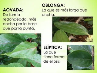 OBLONGA:
AOVADA:             La que es más larga que
De forma            ancha.
redondeada, más
ancha por la base
que por la punta.




                    ELÍPTICA:
                    La que
                    tiene forma
                    de elipsis
 