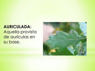 AURICULADA:
Aquella provista
de aurículas en
su base.
 
