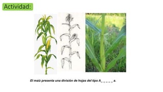 El maíz presenta una división de hojas del tipo A_ _ _ _ _ a.
Actividad:
 